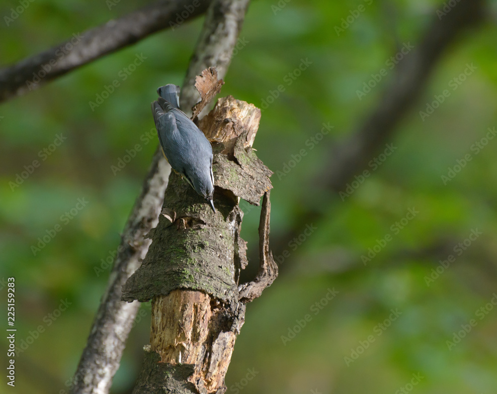 Nuthatch on the tree in the forest. Selective focus with shallow depth of field. Nuthatch on the tree in the forest. Selective focus with shallow depth of field.