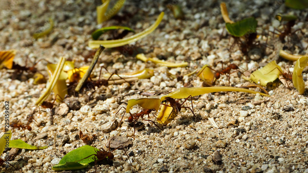 closeup of ants carrying food