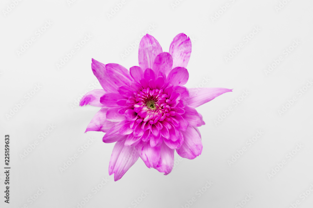 Fototapeta premium Floating Chrysanthemums on white background