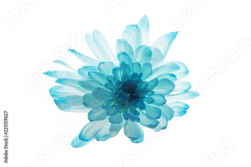 Floating Chrysanthemums on white background