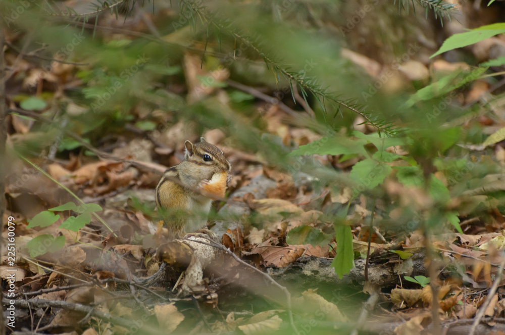 Chipmunk in the woods. Selective focus with shallow depth of field. Chipmunk in the woods. Selective focus with shallow depth of field.