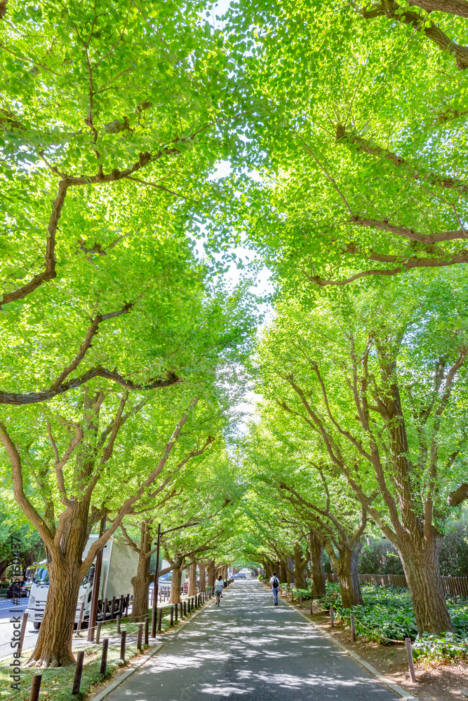 Obraz premium 新緑の銀杏並木