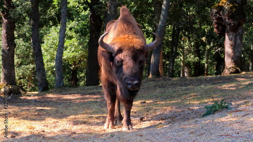 Búfalo europeo en bosque de robles en parque natural libre en la naturaleza en museo de la fauna salvaje de León en España photo