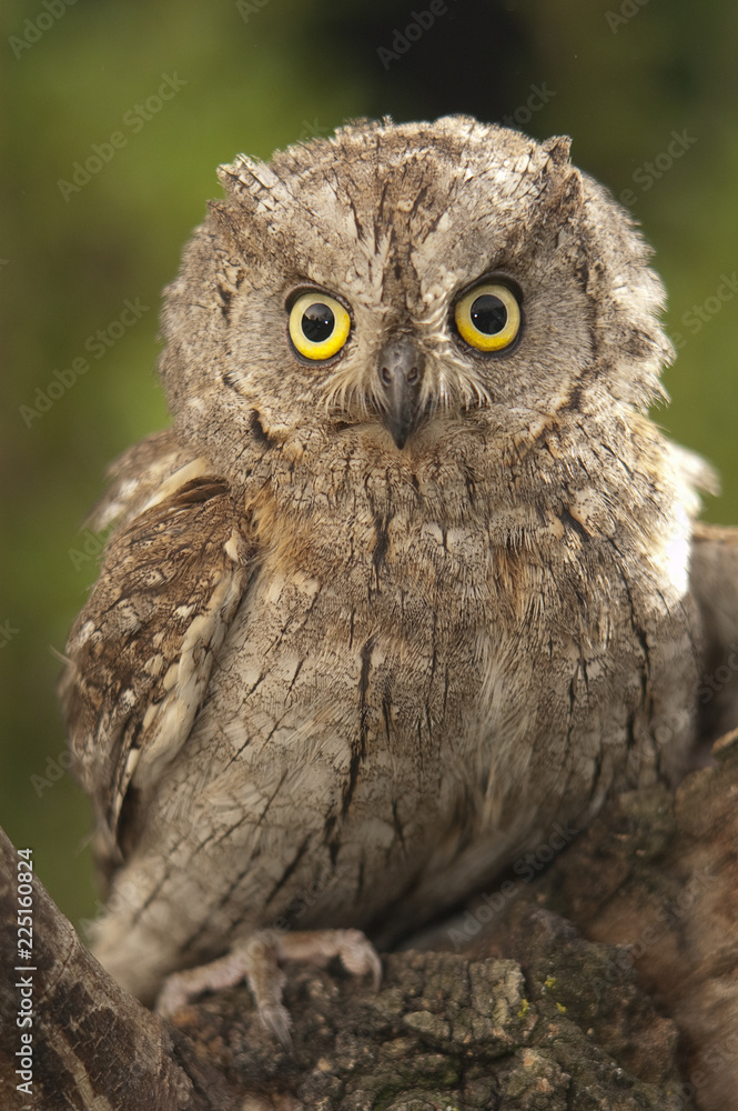 Otus scops, Eurasian Scops Owl, small owl, perched on a branch Otus scops, Eurasian Scops Owl, small owl, perched on a branch