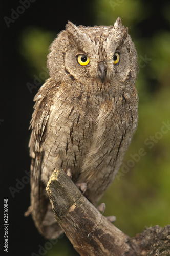 Otus scops, Eurasian Scops Owl, small owl, perched on a branch