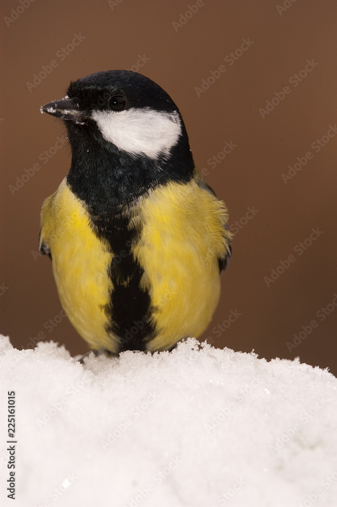 Obraz premium Great tit (Parus major). Garden bird, looking for food in the snow, winter
