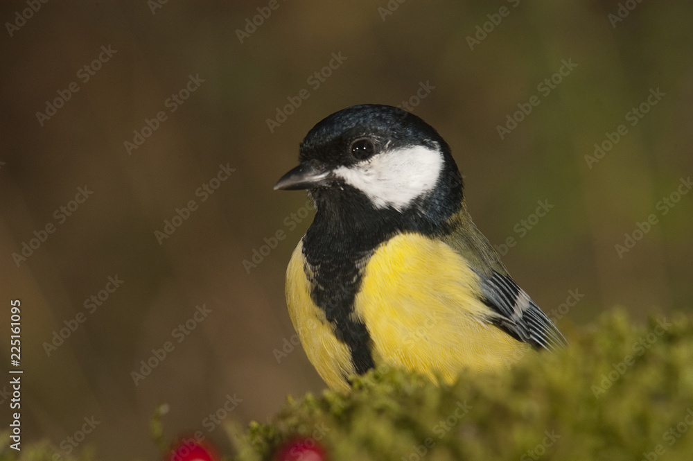 Great tit (Parus major). Garden bird, portrait with fruits and autumn colors Great tit (Parus major). Garden bird, portrait with fruits and autumn colors