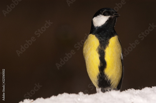 Great tit (Parus major). Garden bird, looking for food in the snow, winter