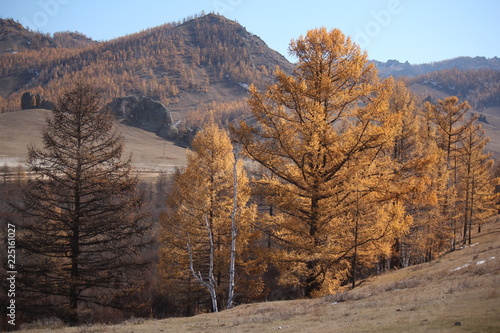 Landscape and scenery with yellow trees in autumn at Terelji National Park, Mongolia