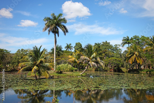 Tropical Trees and palms near waterside with water lilies in sunny day