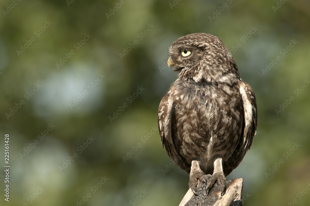 The little owl, nocturnal raptors, Athene noctua, perched on a log where the mouse hunts and small insects The little owl, nocturnal raptors, Athene noctua, perched on a log where the mouse hunts and small insects