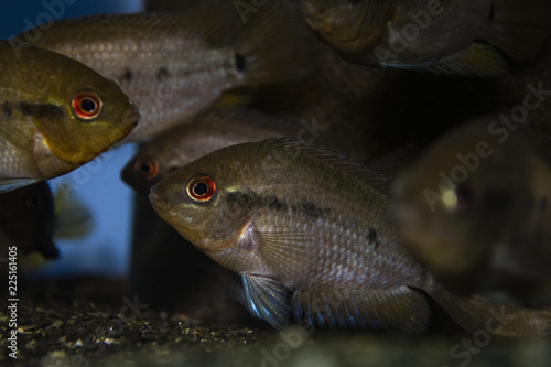 Fototapeta Naklejka Na Ścianę i Meble -  Herotilapia multispinosa (Rainbow Cichlid) juvenile in freshwater tropical aquarium