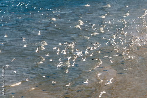 seagulls on the water near the shore photo