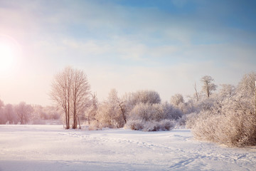 Beautiful trees in winter landscape in early morning in snowfall