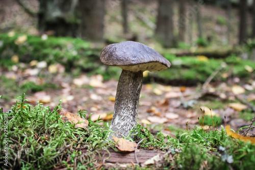 Mushroom brown cap boletus in the autumn forest
