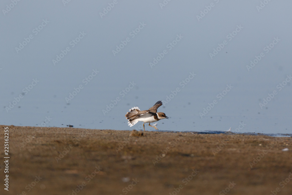 Little Ringed Plover (Charadrius dubius). Little Ringed Plover (Charadrius dubius).