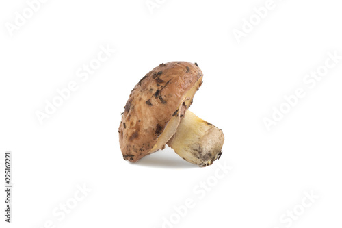 mushroom from the forest isolated on white background