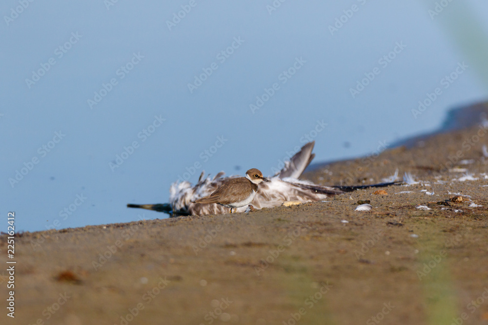 Little Ringed Plover (Charadrius dubius). Little Ringed Plover (Charadrius dubius).