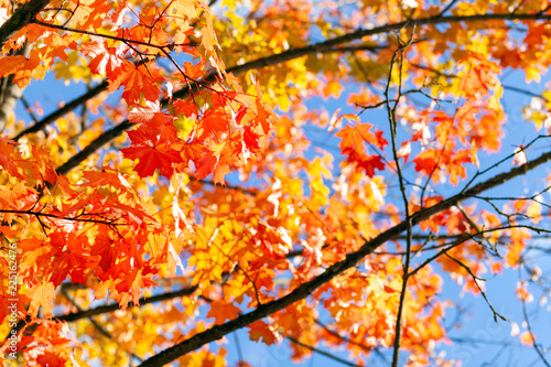 Brown branches of a tree with red-yellow maple foliage against a blue sky. Golden autumn leaves. Indian summer