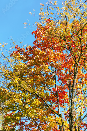 Crown of a tree with red-yellow maple leaves against a blue sky. Autumn foliage. Indian summer