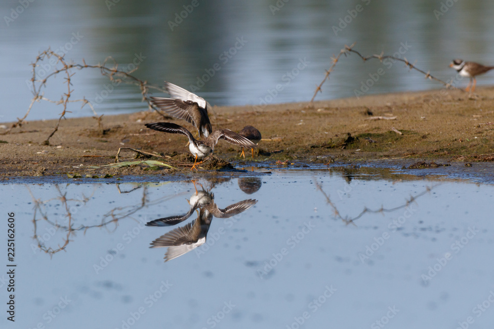 Little Ringed Plover (Charadrius dubius). Little Ringed Plover (Charadrius dubius).