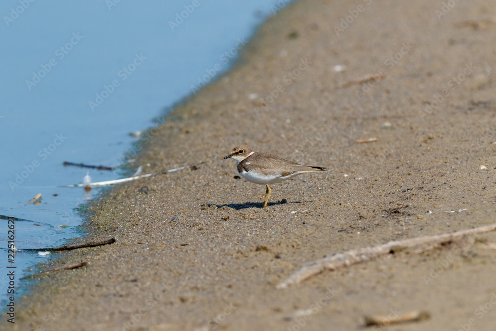 Little Ringed Plover (Charadrius dubius). Little Ringed Plover (Charadrius dubius).