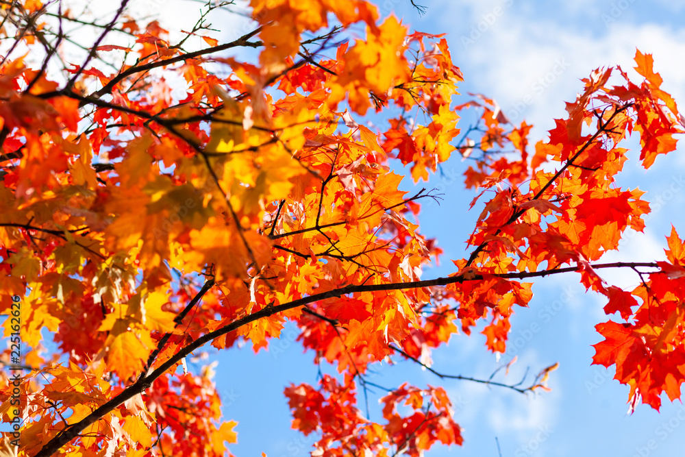 Branches of a tree with colorful maple leaves against a blue sky with clouds. Autumn foliage. Indian summer