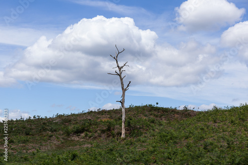 Bare Tree in front of a Cloud