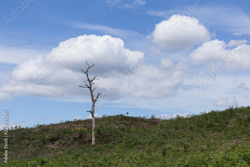 Bare Tree in front of a Cloud