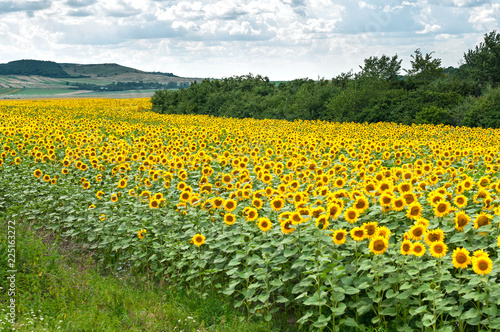 Beautiful sunflowers field.
