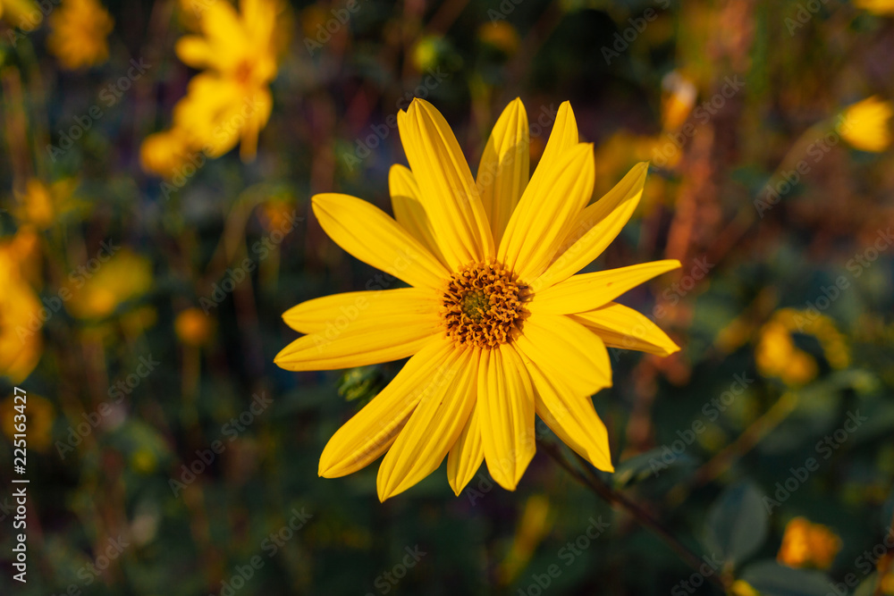 Yellow Flower close up Yellow Flower close up
