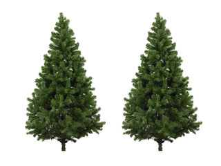 Real Christmas tree, isolated on white background