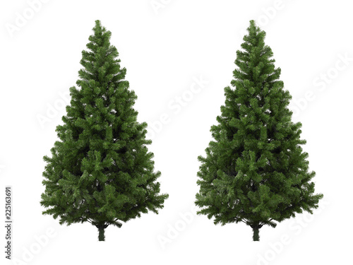 Canvas Print Real Christmas tree, isolated on white background