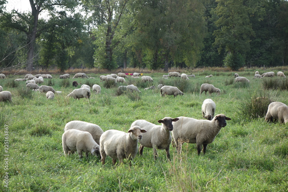 Schafherde am Niederrhein