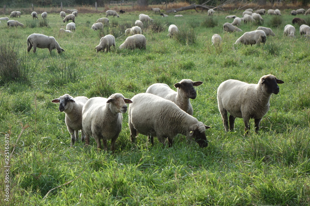 Obraz premium Schafherde am Niederrhein
