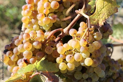 reife Trauben im goldenen Herbst für die Spätlese der Sorte grüner Silvaner