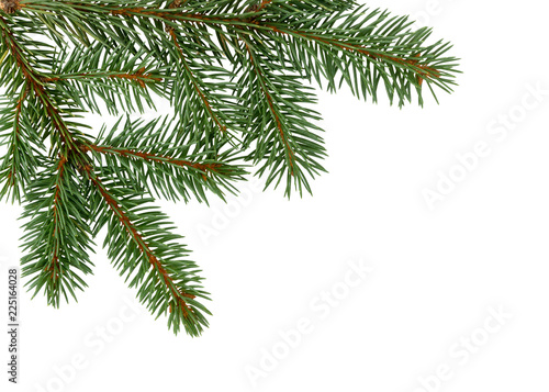  Fir tree branch isolated on white background. Pine. Christmas fir.