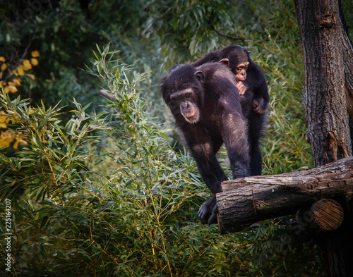 Schimpanzen