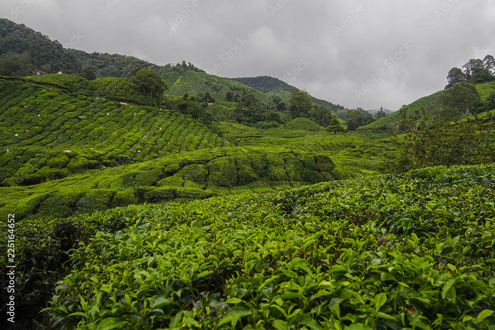 Obraz premium Tea plantation concept. Beautiful scenic landscape view of hills and green fields/plantation with green tea plants in summer. Travel Malaysia, Cameron Highlands. Popular tourist attraction/destination