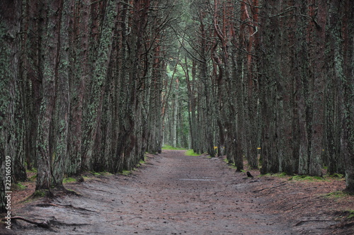Wallpaper Mural road in the forest Torontodigital.ca