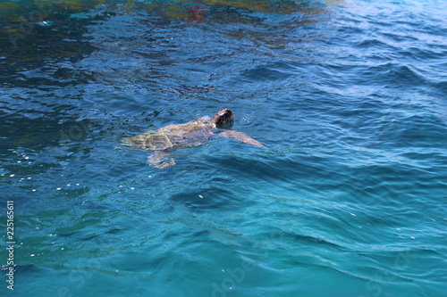 turtle swimming in the sea © Alina