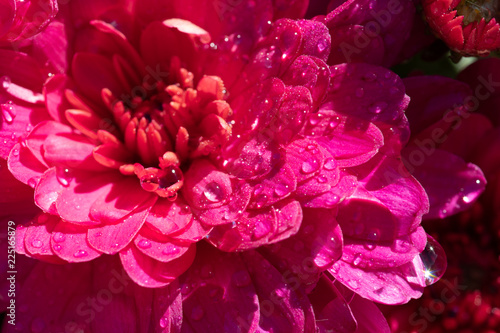 Pink Fall Mums Covered with Raindrops