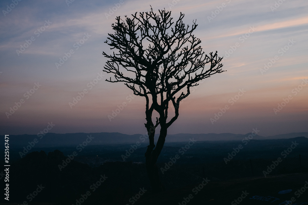 silhouette of a tree at sunset