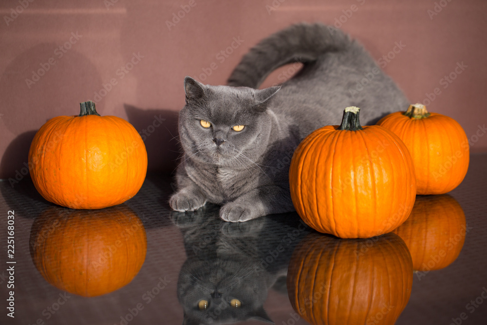 The Cat preparing for Halloween The Cat preparing for Halloween