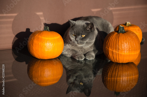 The Cat preparing for Halloween