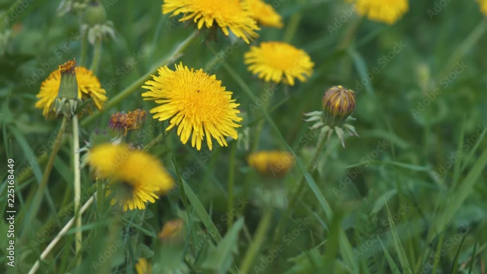 Yellow dandelions in green grass closeup Yellow dandelions in green grass closeup