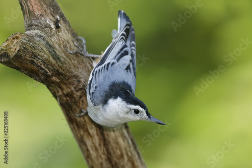 Male White-breasted Nuthatch perched on a dead branch