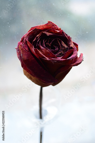 red rose © Kristina