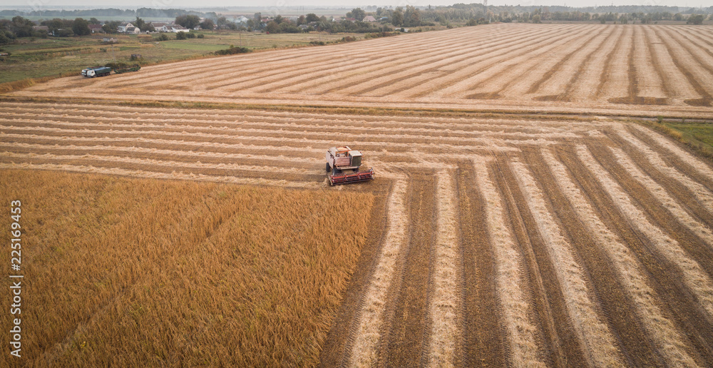 Obraz premium Harvester machine working in field . Combine harvester agriculture machine harvesting golden ripe soybean field. Agriculture. Aerial view. From above.