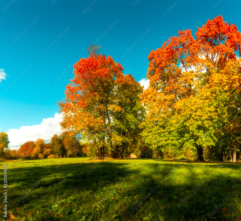 Fototapeta premium autumn day